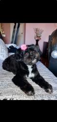 Lost Female Dog last seen Compton metro station , Compton, CA 90220