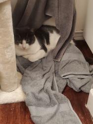 Reunited Male Cat last seen Waffles and Whatnot by Muldoon Rd., Anchorage, AK 99504