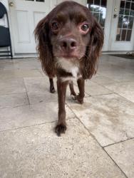 Found/Stray Male Dog last seen Mutiny Ln & Finborough Dr, Lakewood Forest, TX 77377