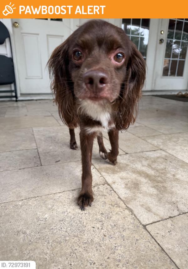 Found/Stray Male Dog last seen Mutiny Ln & Finborough Dr, Lakewood Forest, TX 77377