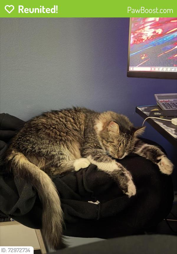 Reunited Male Cat last seen Near Brighton Street, Croydon Park, Croydon Park, NSW 2133