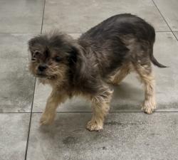Reunited Female Dog last seen Near burnet ave north hills ca, Los Angeles, CA 91343