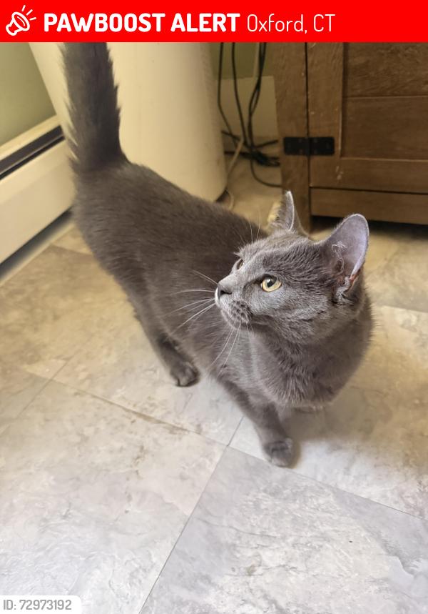 Lost Female Cat last seen Peck Ln & Oxford rd, Oxford, CT 06478