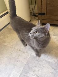 Lost Female Cat last seen Peck Ln & Oxford rd, Oxford, CT 06478