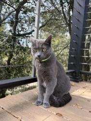 Reunited Female Cat last seen Snake Rd. And Magellan Dr., Oakland, CA 94611