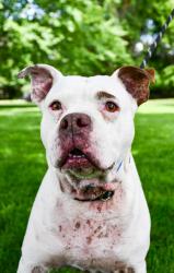 Shelter Stray Male Dog last seen Yakima, WA 98908, Yakima, WA 98901