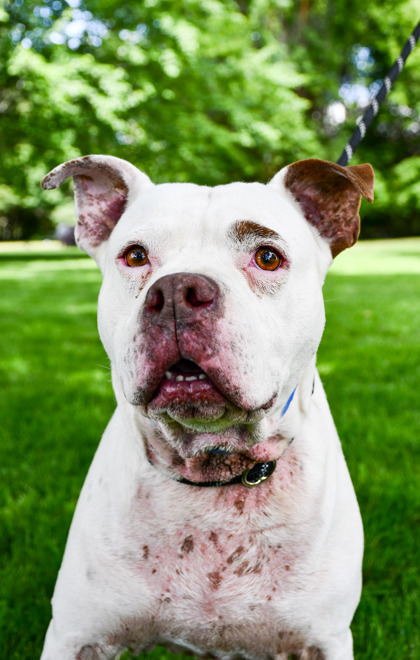 Shelter Stray Male Dog last seen Yakima, WA 98908, Yakima, WA 98901