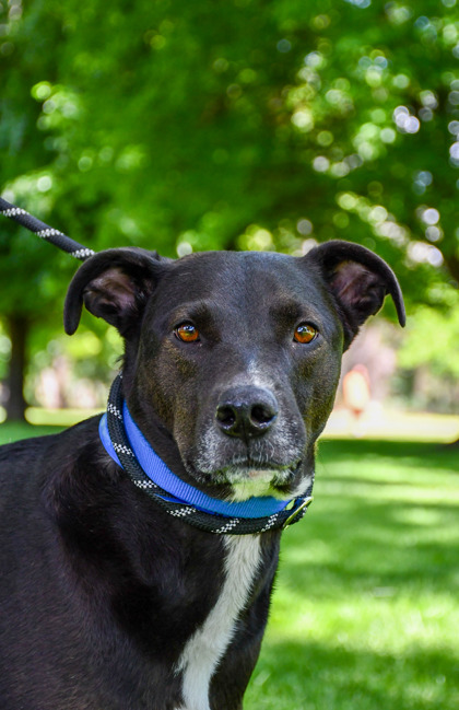 Shelter Stray Male Dog last seen Union Gap, WA 98903, Yakima, WA 98901