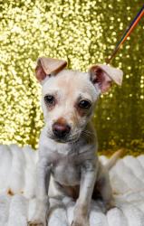 Shelter Stray Male Dog last seen Union Gap, WA 98903, Yakima, WA 98901