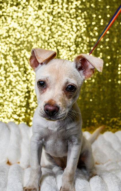 Shelter Stray Male Dog last seen Union Gap, WA 98903, Yakima, WA 98901