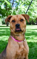 Shelter Stray Female Dog last seen Yakima County, WA 98903, Yakima, WA 98901