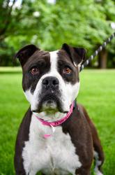 Shelter Stray Female Dog last seen Donald, WA 98951, Yakima, WA 98901