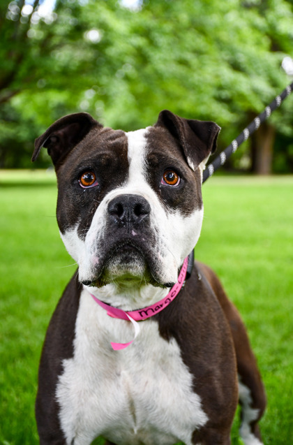 Shelter Stray Female Dog last seen Donald, WA 98951, Yakima, WA 98901