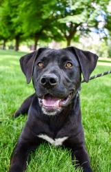 Shelter Stray Male Dog last seen Outlook, WA 98938, Yakima, WA 98901