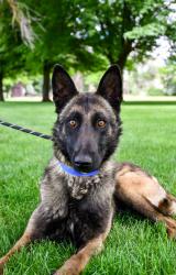 Shelter Stray Male Dog last seen Wapato, WA 98951, Yakima, WA 98901