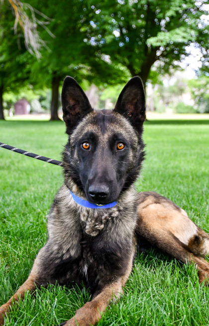 Shelter Stray Male Dog last seen Wapato, WA 98951, Yakima, WA 98901