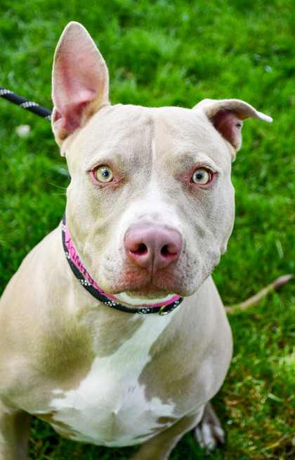 Shelter Stray Female Dog last seen Yakima, WA 98908, Yakima, WA 98901