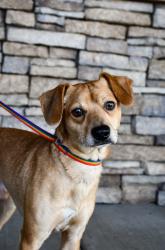 Shelter Stray Male Dog last seen Yakima, WA 98901, Yakima, WA 98901