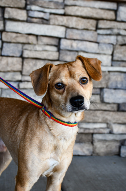 Shelter Stray Male Dog last seen Yakima, WA 98901, Yakima, WA 98901