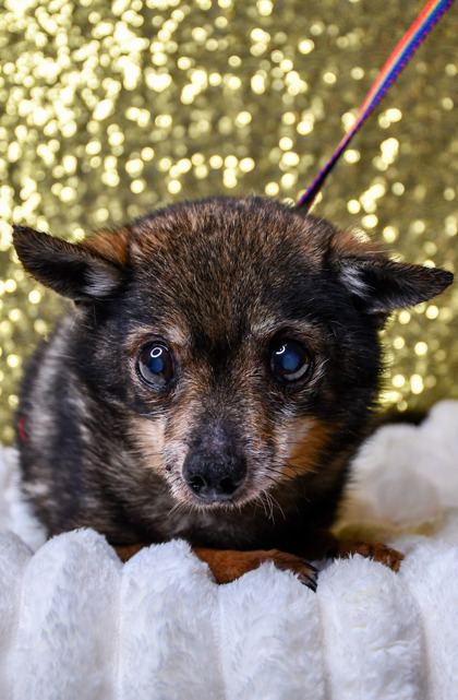 Shelter Stray Male Dog last seen Yakima, WA 98901, Yakima, WA 98901