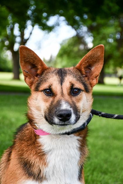 Shelter Stray Female Dog last seen Toppenish, WA 98948, Yakima, WA 98901