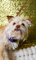 Shelter Stray Female Dog last seen Yakima, WA 98901, Yakima, WA 98901