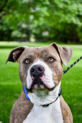 Shelter Stray Male Dog last seen Outlook, WA 98938, Yakima, WA 98901