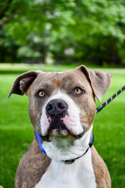 Shelter Stray Male Dog last seen Outlook, WA 98938, Yakima, WA 98901