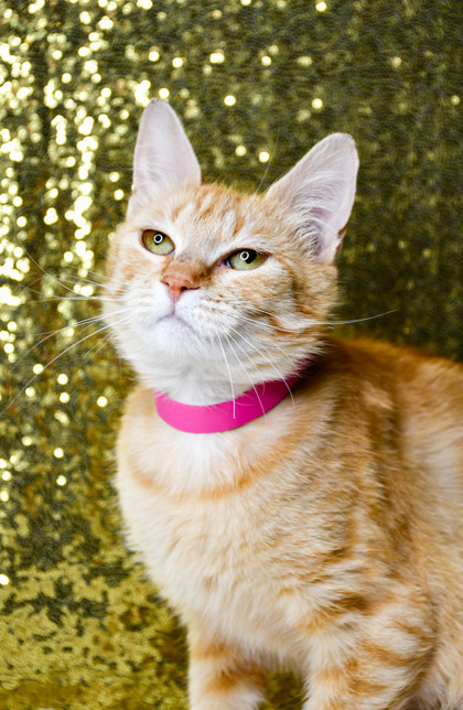 Shelter Stray Female Cat last seen Grandview, WA 98930, Yakima, WA 98901