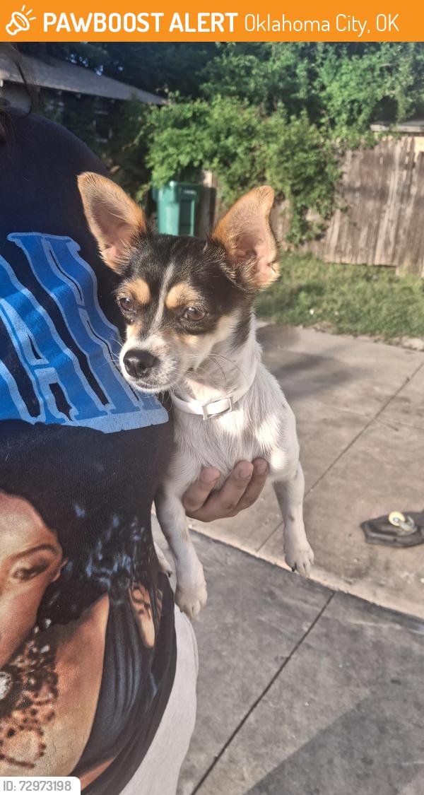 Found/Stray Female Dog last seen Nw 12th and youngs, Oklahoma City, OK 73107