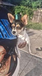 Found/Stray Female Dog last seen Nw 12th and youngs, Oklahoma City, OK 73107
