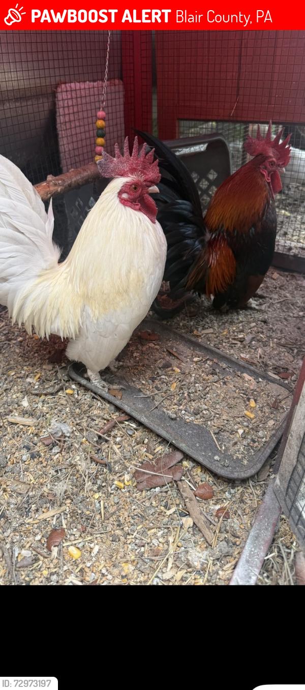 Lost Male Other last seen reservoir rd, Blair County, PA 16648