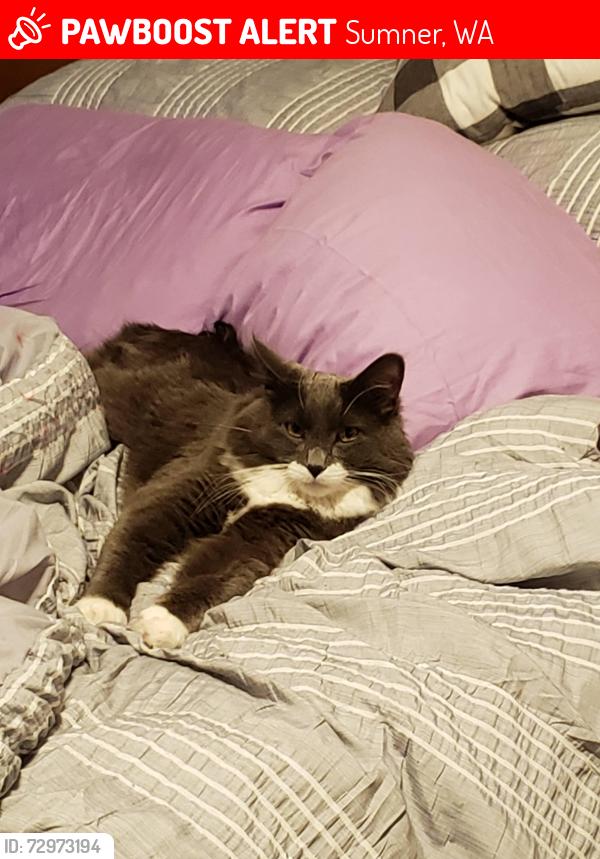 Lost Male Cat last seen Alder Ave between Thompson and Willow, Sumner, WA 98390
