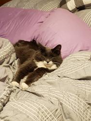Lost Male Cat last seen Alder Ave between Thompson and Willow, Sumner, WA 98390