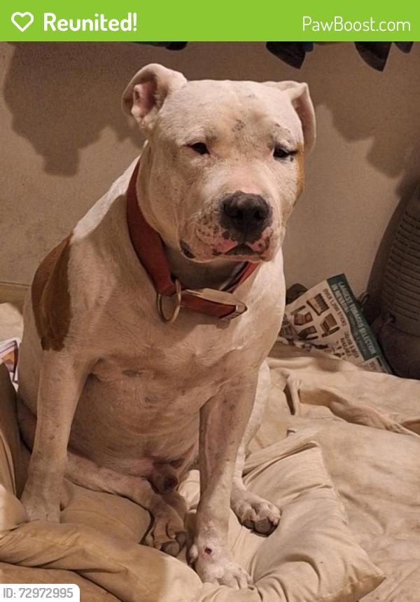 Reunited Male Dog last seen Nellis and Plata Del sol  89121 near Walmart, Paradise, NV 89121