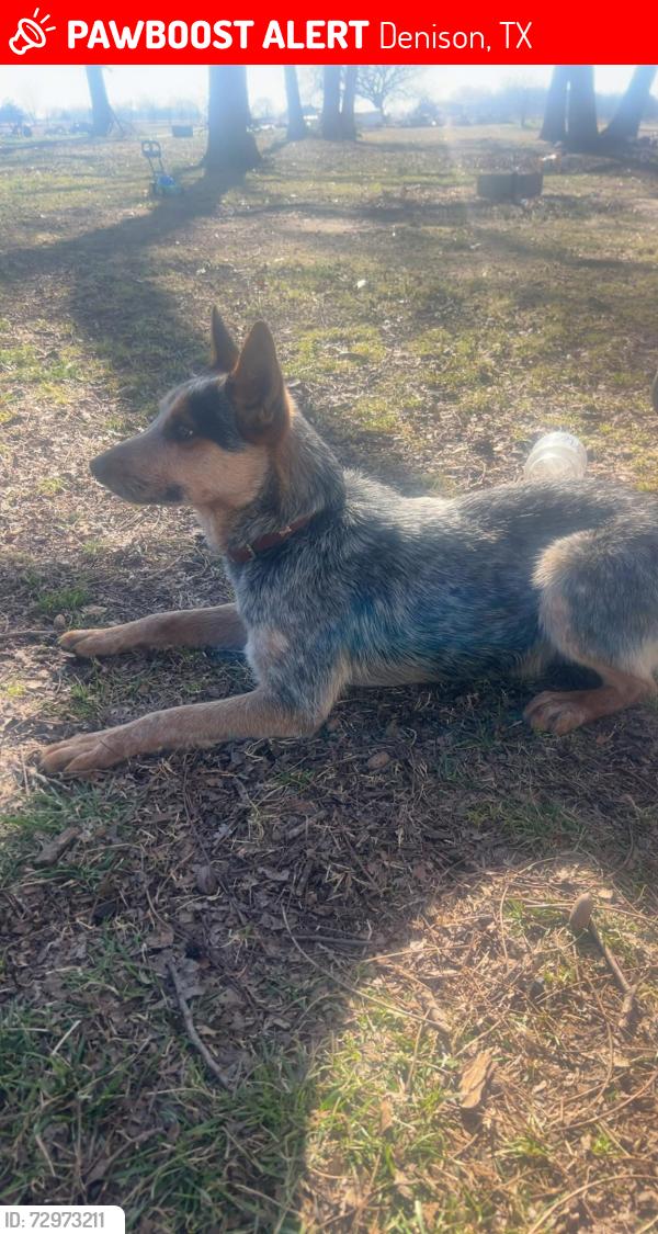 Lost Male Dog last seen Our hse , Denison, TX 75021