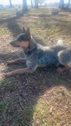 Lost Male Dog last seen Our hse, Denison, TX 75021