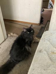 Reunited Male Cat last seen Rocky Mountain court, Anchorage, AK 99504