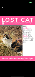Lost Female Cat last seen Stillwell and 12th, Tanglewilde, WA 98516