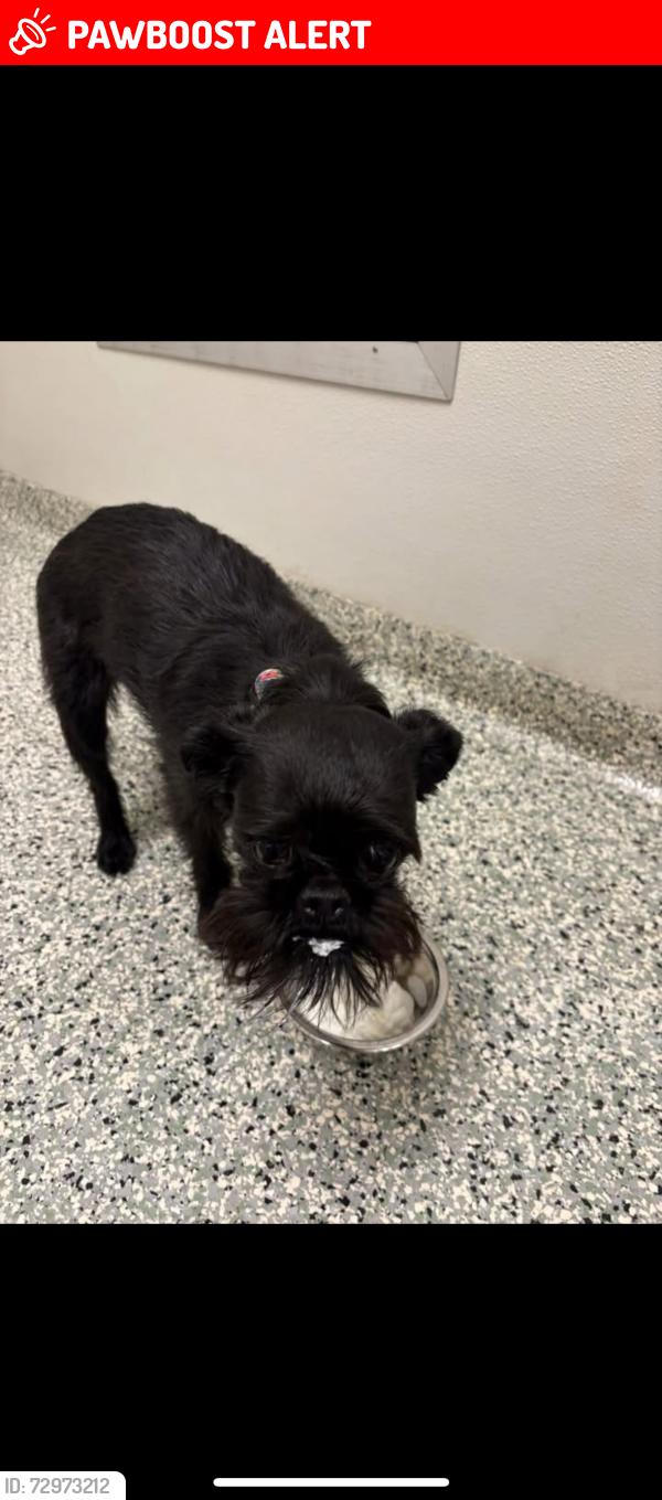 Lost Female Dog last seen Bear Amy Beth Ct near Lesourdesville West Chester rd, West Chester Township, OH 45069