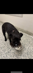 Lost Female Dog last seen Bear Amy Beth Ct near Lesourdesville West Chester rd, West Chester Township, OH 45069
