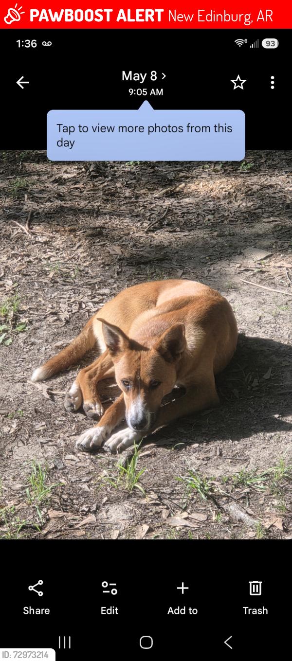 Lost Male Dog last seen Gullett Lane & Hwy 8, New Edinburg, AR 71660