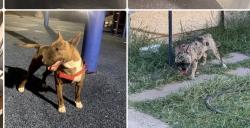 Reunited Female Dog last seen Linn and washer , Las Vegas, NV 89110