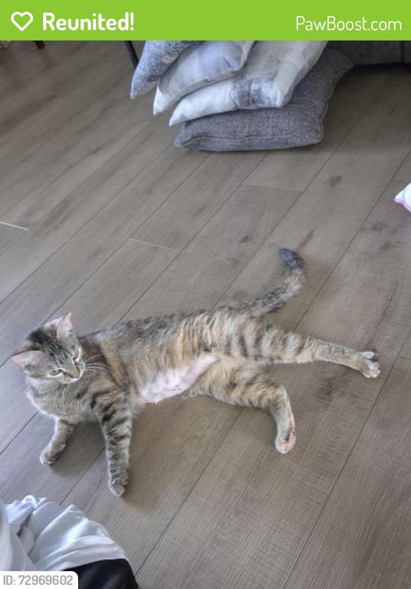 Reunited Female Cat last seen Molly drive, Carson City, NV 89706