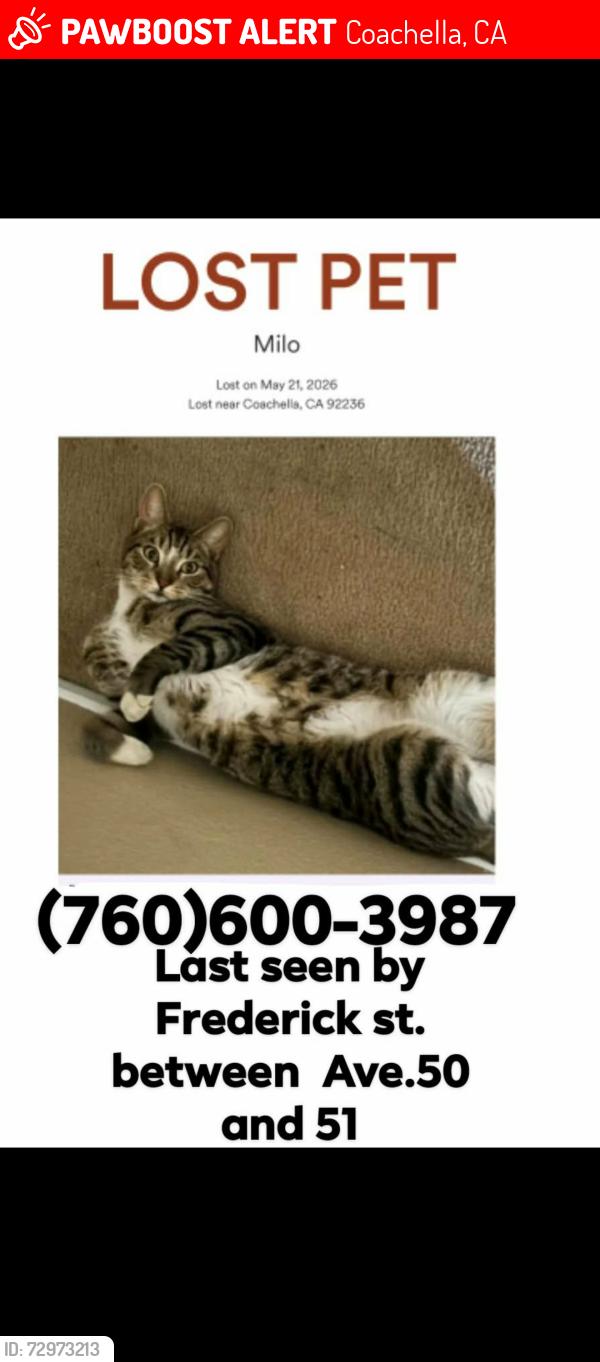 Lost Male Cat last seen Frederick and avenues 50 and 51, Coachella, CA 92236