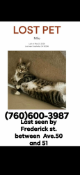 Lost Male Cat last seen Frederick and avenues 50 and 51, Coachella, CA 92236