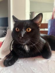 Reunited Male Cat last seen Sierra Ave, Jurupa Ave, Windcrest Drive, Fontana, CA 92337