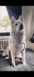 Reunited Female Dog last seen Near Martin Luther King Jr Blvd, Sacramento, CA 95820, USA, Sacramento, CA 95820