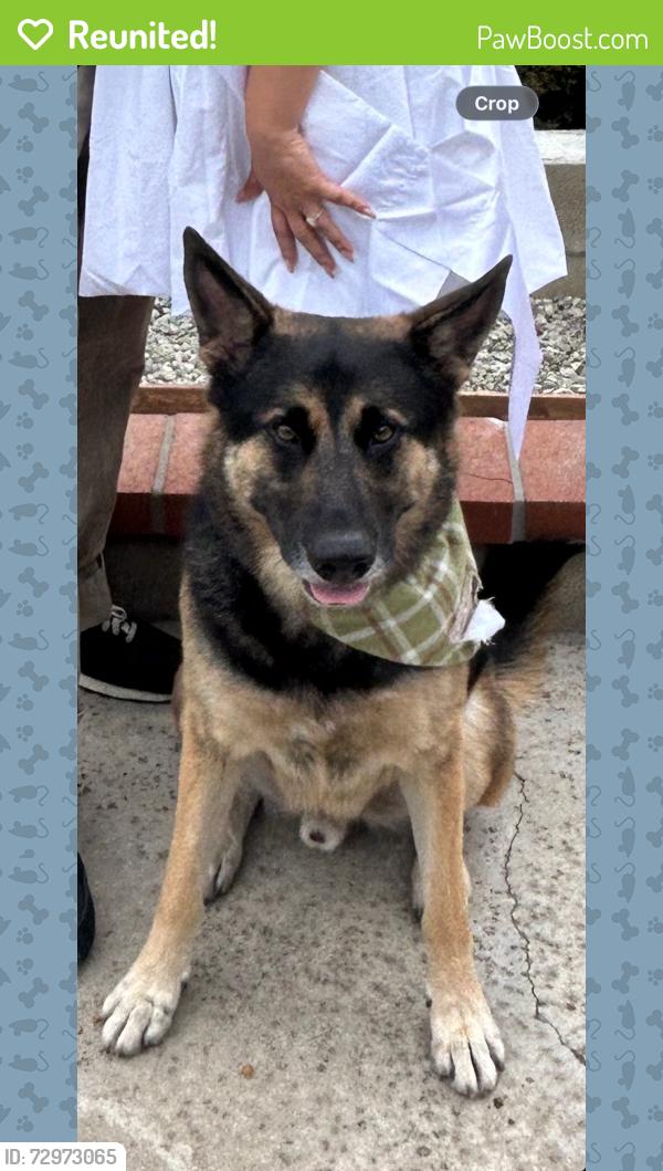 Reunited Male Dog last seen Beach and Whittier Blv, La Habra, CA 90631