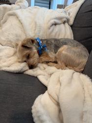 Reunited Male Dog last seen 32nd Pl NE, Auburn, WA 98002, USA, Auburn, WA 98002